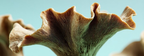 Close-up view of a textured, light brown fungus with delicate, ruffled edges against a pale teal background.