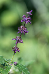 Lilac sage (salvia verticillata) in bloom