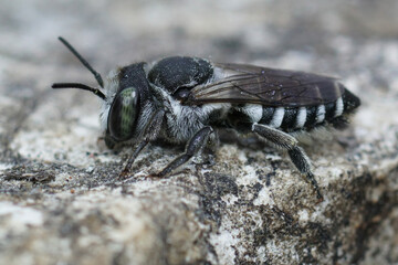 Closeup on a small black and white female Centaurea Leafcutter Bee , Megachile albisecta