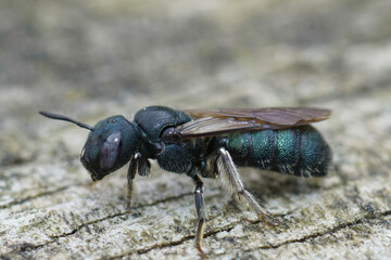 Closeup on a small Mediterranean metallic blue carpenter bee, Ceratina species