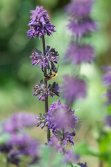 Lilac sage (salvia verticillata) in bloom