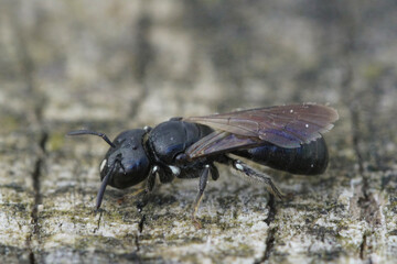 Closeup on a dark black colored small cucumber carpenter bee, Ceratina cucurbutina
