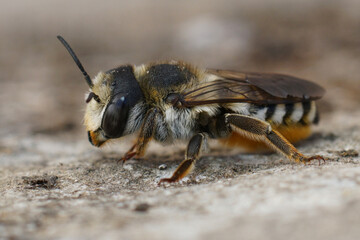Closeup on a fresh emerged a female white-sectioned leafcutter bee, Megachile albisecata