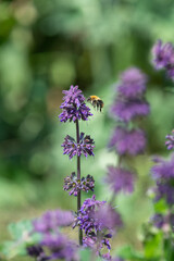 Lilac sage (salvia verticillata) in bloom