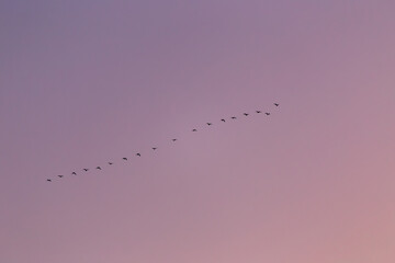 Greater white-fronted geese (Anser albifrons) flying in a line at dusk, under a pink-tinted sky.