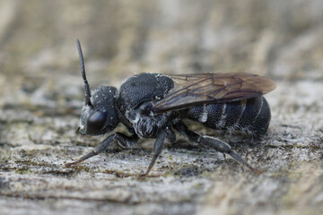 Closeup of the black cleptoparasite cuckoo bee, Stelis simillima from the Gard, France