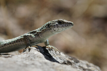 Closeup on a Catalonian wall lizard , Podarcis liolepis at Castle of Allegre, Gard, France