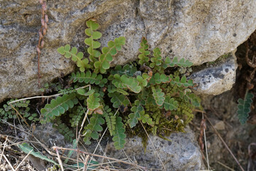 Closeup on the rustyback spleenwort fern, Asplenium ceterach in Gard, France