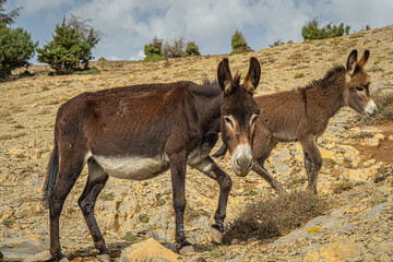Two brown donkeys walking on a rocky hillside with dry terrain and sparse vegetation in rural...
