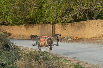 Donkey with a blanket and empty metal racks standing on a quiet rural road near a mud brick wall in...