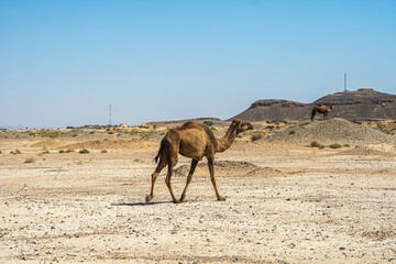 Camel walking across dry desert landscape with rocky hills in the background under a clear blue sky...