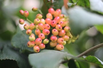 Viburnum berry bush tree season nature plant beautiful photo