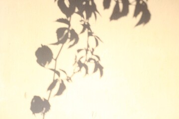 Shadow of maiden grapes plant on the wall beautiful photo 