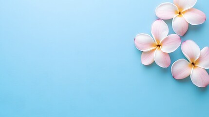Pink Plumeria Flowers on Blue Background Floral Design