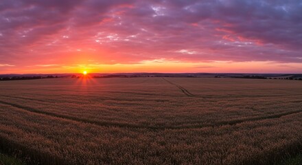 Obraz premium A field of wheat showing a panoramic view of a golden wheat field under a dramatic sunset