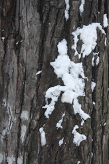 Obraz premium snow covered tree