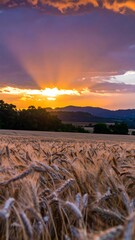A breathtaking golden sunset over a vast field of wheat, casting warm hues across the landscape.