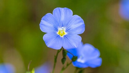 Close-up of a delicate blue flax flower with five petals and a yellow center.