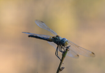 Dragonfly Resting with Green Blurred Background