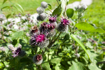Wollkopf-Kratzdistel (Cirsium eriophorum)