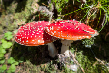 Fliegenpilz (Amanita muscaria)