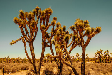 Joshua tree forest