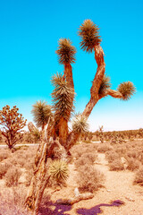 Joshua tree forest