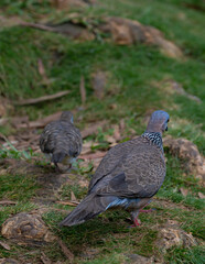 Spotted or Lace-necked Dove (Spilopelia chinensis) on Oahu, HI