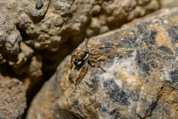 Jumping Spider Resting on Rock Surface