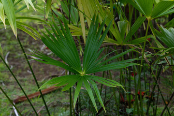 Leaves of Toquilla Palm or Panama-Hat Plant (Carludovica palmata)