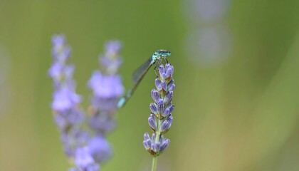 Dragonfly resting on a lavender flower in a garden.