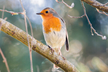 Robin On A Branch Head Sideways - _S5A4942
