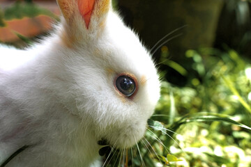 Cute little white rabbit in the grass. Rabbit against a background of spring green grass in a Costa...