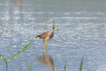 休耕田に飛来したケリの若鳥
