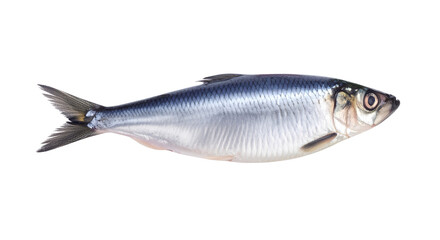 Fototapeta premium Fresh atlantic herring isolated on transparent background