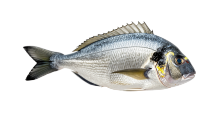Isolated fresh fish dorado bream on transparent background,
