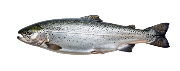 Rainbow trout swimming underwater with transparent background