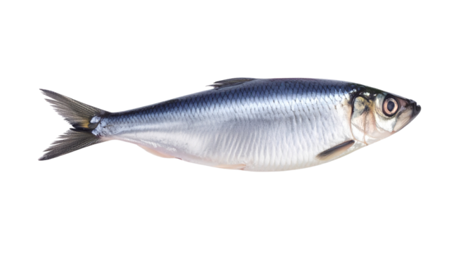 Fresh atlantic herring isolated on transparent background