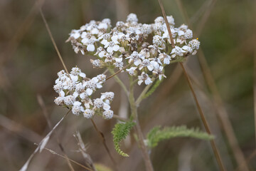 Common Yarrow (Achillea millefolium), Algonquin Provincial Park, Ontario, Canada, Wildflower Photography