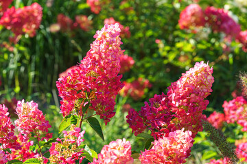 Close up of blooming pink hortensia, hydrangea paniculata flowers in sunny garden background, showcasing delicate petals and lush green leaves. Floral scene, botanical, gardening, and nature themes.