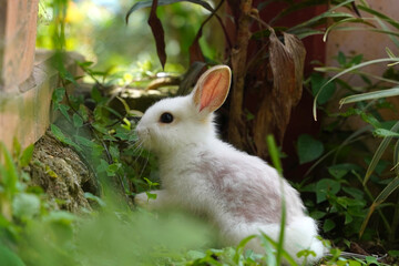 Cute little white rabbit in the grass. Rabbit against a background of spring green grass in a Costa...