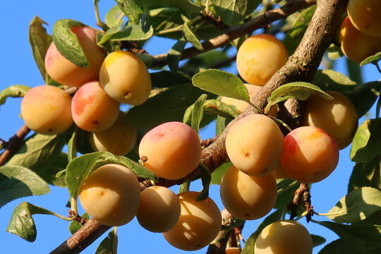 Mirabelles de Nancy / Lorraine (petites prunes jaunes), m&ucirc;res, sur une branche d&rsquo;arbre fruitier (prunier / mirabellier), en &eacute;t&eacute; (France)