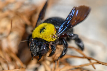 Close-Up of Carpenter Bee on Branch