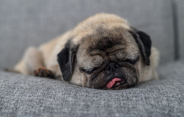 Cute Old Pug Sleeping with Tongue Sticking Out