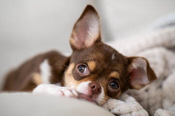 Small brown and white chihuahua puppy resting comfortably on a soft blanket, savoring warmth and tranquility in a cozy indoor environment