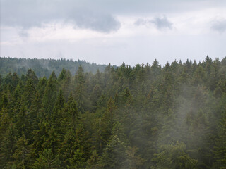 Low clouds and fog are rolling over a dense evergreen forest in Buhl, baden wurttemberg, Germany, creating a mysterious and atmospheric scene