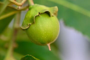 Green Persimmon Fruit Hanging on Branch