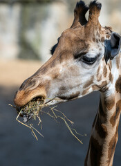 Close up view of a giraffe savoring a meal of hay inside a zoo enclosure, showcasing its long neck and gentle features in bright daylight