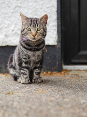 Obraz premium A rough street cat with green eyes is sitting by a black and white wall. The cat is looking at the camera with a curious expression