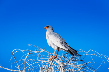Pale chanting goshawk standing in a tree